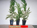 Leyland Cypress Tree Starter Plant - Bare Root Evergreen Hedge - Cupressocyparis leylandii - Fast Growing 20-30 ft - Zones 5-9