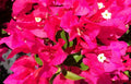 Bougainvillea Starter Plant - VERA LYNN - Live Plug Plant - Well Rooted - Great for Gardens - USA Seller