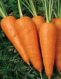 Chantenay Red Cored Carrot Seeds 1000+ Heirloom Vegetable Garden Culinary Organic Daucus carota