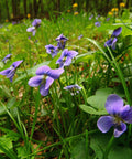Wild Violets Plants - 10 Bare Root Edible Perennial Ground Cover - Viola spp. Beautiful Garden Flowers