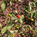 Chiltepin Pepper Seeds - 25 Non-GMO Seeds - Spicy Variety - Capsicum annuum - USA Seller
