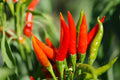 Tabasco Hot Pepper Seeds - 100 Count - Spicy Variety - Capsicum frutescens