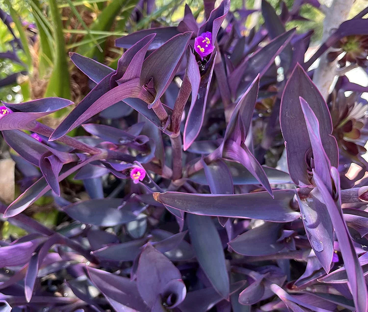 5 Cuttings Purple Heart Wandering Jew Tradescantia Pallida Live Plants 4"-6" No Roots No Soil No Pots