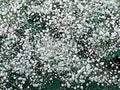 Baby's Breath Seeds - 1000+ Newly Harvested, Beautiful Snow-Like Blooms - Gypsophila elegans