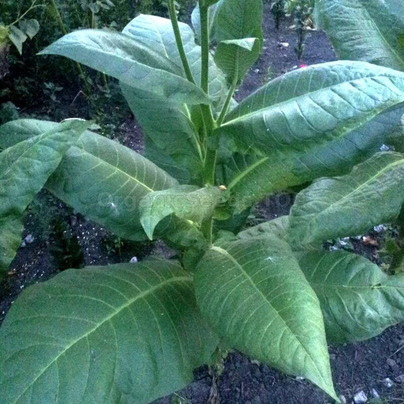 Burley Tobacco Seeds 1000+ Heirloom Nicotiana Tabacum Flavorful