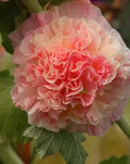 25 Double Orange Hollyhock Seeds | Perennial Giant Flower Seeds | Alcea rosea