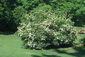 Arrowwood Viburnum Shrub Live Plant 8-12 Inches Bare Root (Viburnum dentatum) - Hardy Zones 5-9 - Freshly Dug Missouri Grown