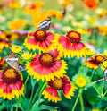 Gaillardia pulchella Flower Seeds, Indian Blanket Variety, Eye-Catching Colors, Native Wildflower Seeds