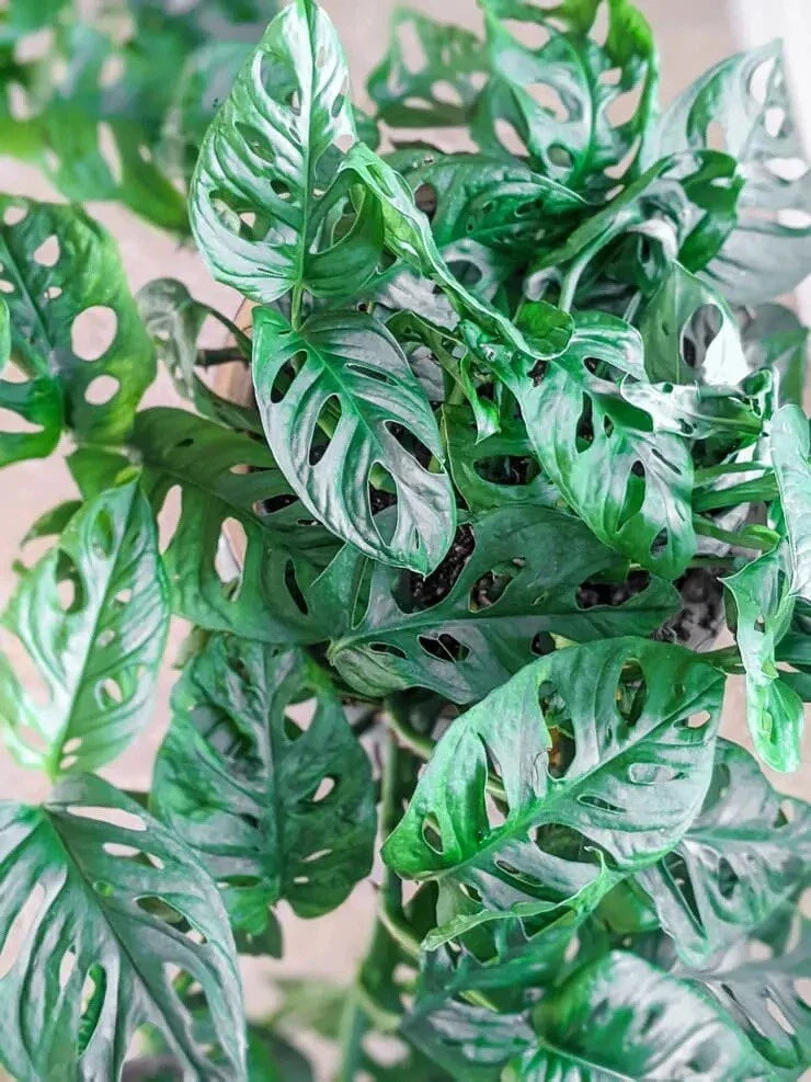 Monstera Adansonii Swiss Cheese Cuttings - Indoor/Outdoor House Plant - 3 Cuttings for Home Decor