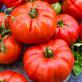 Jersey Tomato Seeds - 10+ Organic Beefsteak Seeds - NON-GMO - Heirloom Variety - Fresh Gardening Supplies
