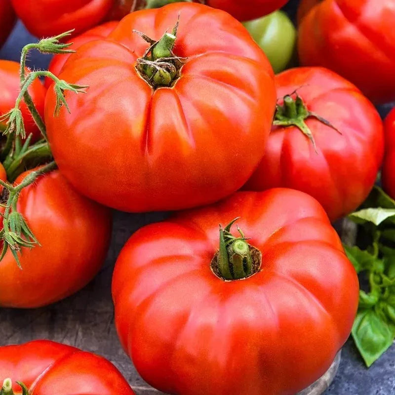 Jersey Tomato Seeds - 10+ Organic Beefsteak Seeds - NON-GMO - Heirloom Variety - Fresh Gardening Supplies