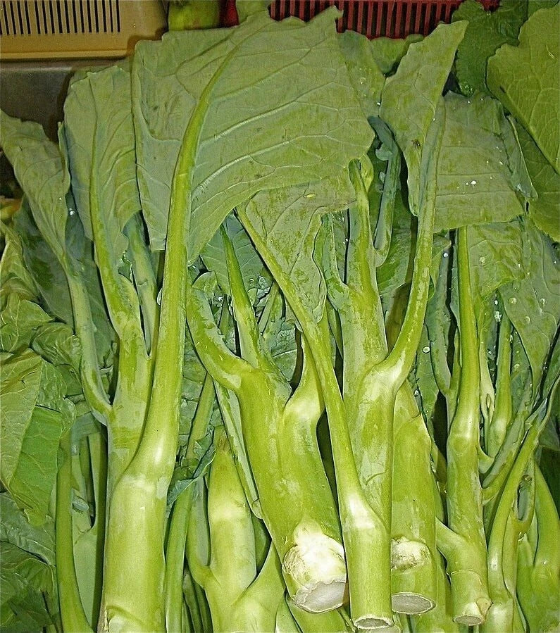 KAILAAN Seeds | Heirloom Chinese Broccoli Kale | Gai Lan Asian Green | Brassica oleracea var. alboglabra