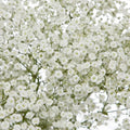 Baby's Breath Seeds | Non-GMO | Gypsophila elegans | Bulk Packet for Gardening & Floral Arrangements