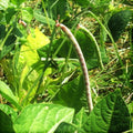 Iron and Clay Cowpea Seeds - Southern Field Pea Cover Crop - Perfect for 2025 Planting - Vigna unguiculata