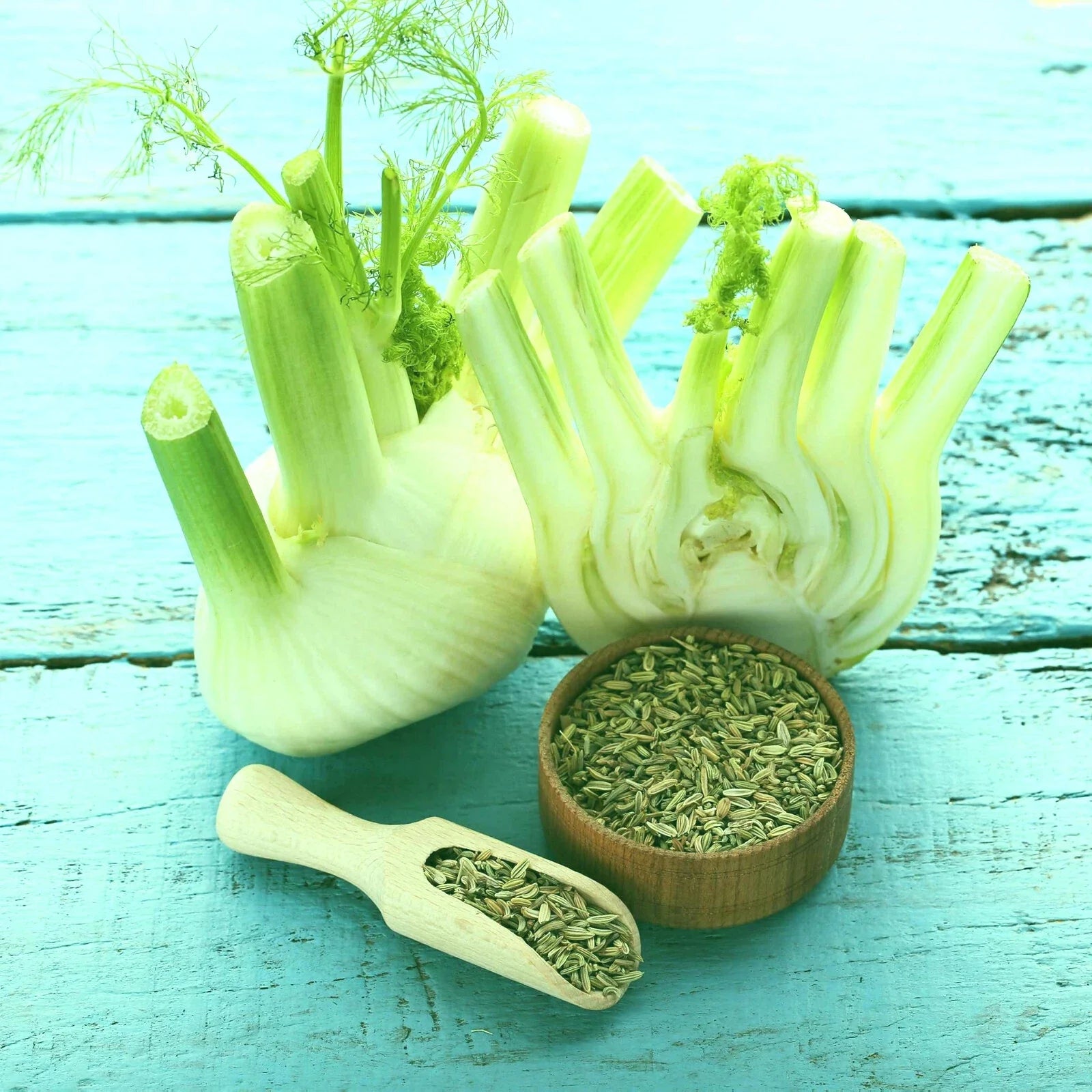 Florence Fennel Seeds 50+ - Foeniculum vulgare - Organic Herb Seeds for Full Sun, Well-Drained Soil, Hardy Zones 2-10