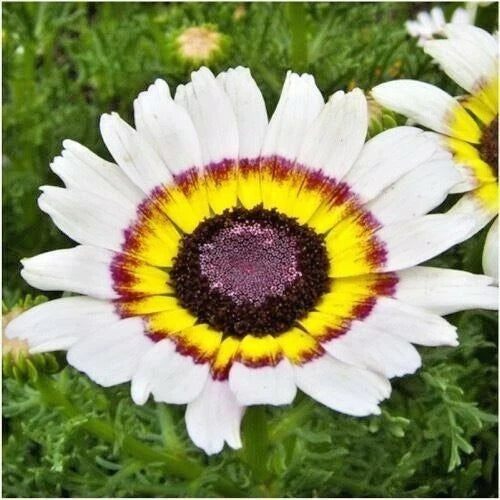 Chrysanthemum Tri-Color Painted Daisy Seeds - 200+ Annual Seeds for Garden & Patio Containers - Perfect for Vibrant Blooms
