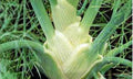Fennel Seeds - 100 Heirloom Non-GMO Florence Fennel Seeds (Foeniculum vulgare) for Culinary Use