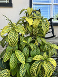 Sanchezia Cuttings - Tropical Foliage Plant - Sanchezia Speciosa - Ideal for Indoor Gardening and Houseplant Collection