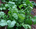 Arugula Seeds - 32,000 Heirloom Rocket Seeds for Wholesale Planting - Healthy Roquette Variety