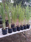 Lemongrass Plants 8-12" Tall, 12 Live Stalks, Citronella Grass, Perennial, Non-Pesticide, Perfect for Cooking and Tea