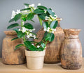 Madagascar Jasmine Starter Plant - Green Leaf Stephanotis - Small Rooted, Fragrant Houseplant - Perfect for Home Decor