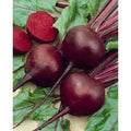 Organic Heirloom Detroit Red Beet Seeds - Premium Fresh Variety - Non-GMO, High Germination, Great for Home Gardens