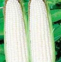 Corn Seed Garden Collection - Non-GMO Heirloom Seeds - 6 Top Varieties for Home Gardening