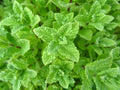 Peppermint Seeds - Non-GMO Mint Seeds with Tracking - Mentha spicata Herb Seeds for Planting