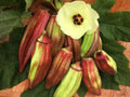 Texas Hill Country Red Okra Seeds - 50+ Heirloom NON-GMO Seeds - Abelmoschus esculentus