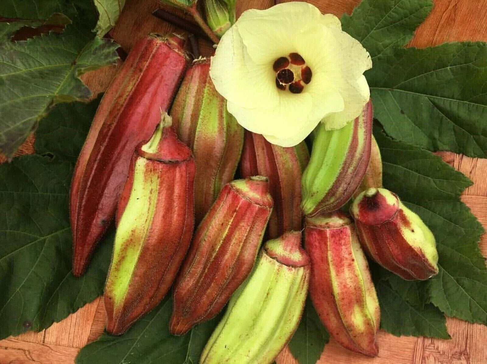 Texas Hill Country Red Okra Seeds - 50+ Heirloom NON-GMO Seeds - Abelmoschus esculentus