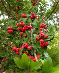Live Plants 6" Heirloom Mayhaw Fruit Trees, May Haw Apple Hawthorn Seedlings (Crataegus aestivalis)