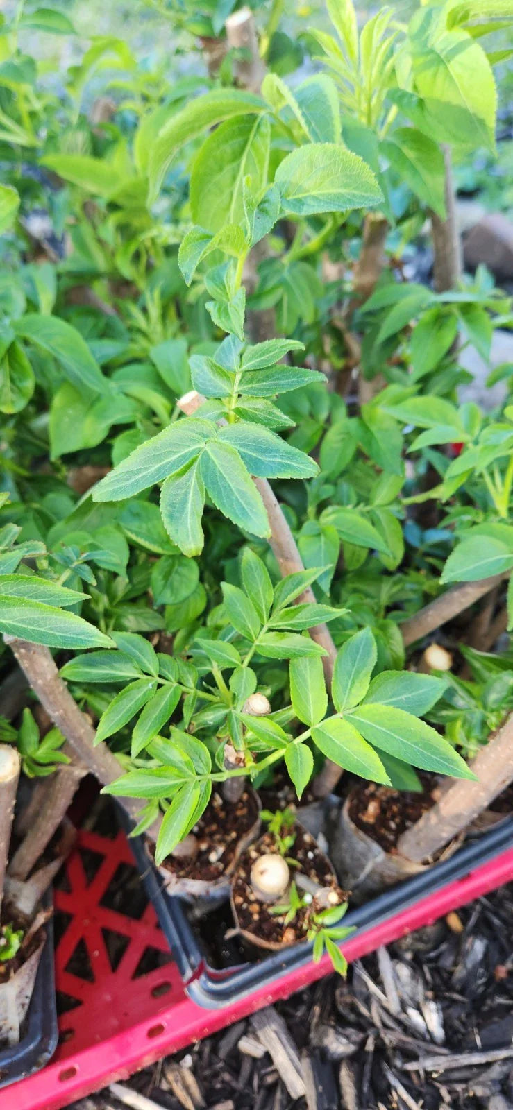 Black Elderberry Plants Live Bush Cuttings - Sambucus - Rooted Cuttings for Garden and Landscape