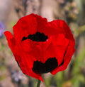 Poppy Seeds 1000 Count Turkish Tulip Red & Black Non-GMO Pollinator Friendly Flowers