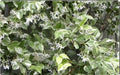 Variegated Confederate Jasmine Starter Plant - Trachelospermum jasminoides - Rooted for Easy Growth