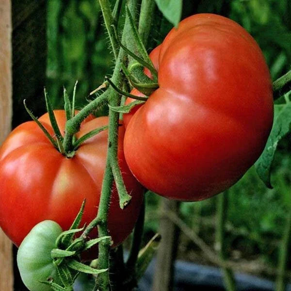 Burpee's Big Boy Tomato Seeds - Organic Hybrid - 120+ Non-GMO Seeds - Solanum lycopersicum
