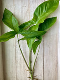 Rooted Arrowhead Vines - 15 Pack - Syngonium podophyllum - Indoor House Plants for Easy Care and Beautiful Decor