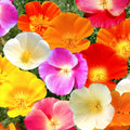 California Poppy Seeds Mix | 7 Colors Rainbow Flower Seed | Eschscholzia californica | All Formula 2025