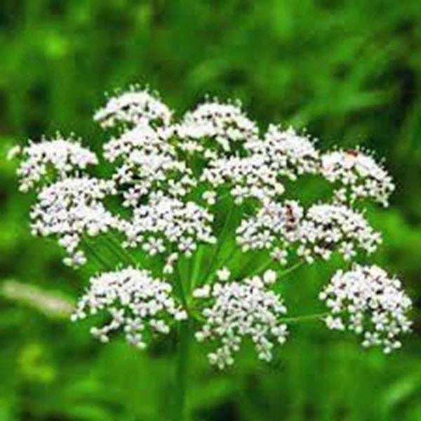 Anise Seeds, 200+ Heirloom Seeds, Unique Flavor & Aroma, Pimpinella anisum, Culinary Herb & Spice