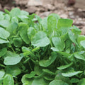 Upland Cress Seeds - 2000 Non-GMO Heirloom Early Cress Creasy Greens - USA Seller