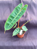 Philodendron Billietiae Rooted Plant in 3" Pot | Tropical Indoor Houseplant | Rare Variegated Green Foliage