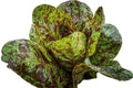 Freckles Romaine Lettuce Seeds - 1000+ Heirloom Organic Non-GMO Seeds - Lactuca sativa 'Freckles'