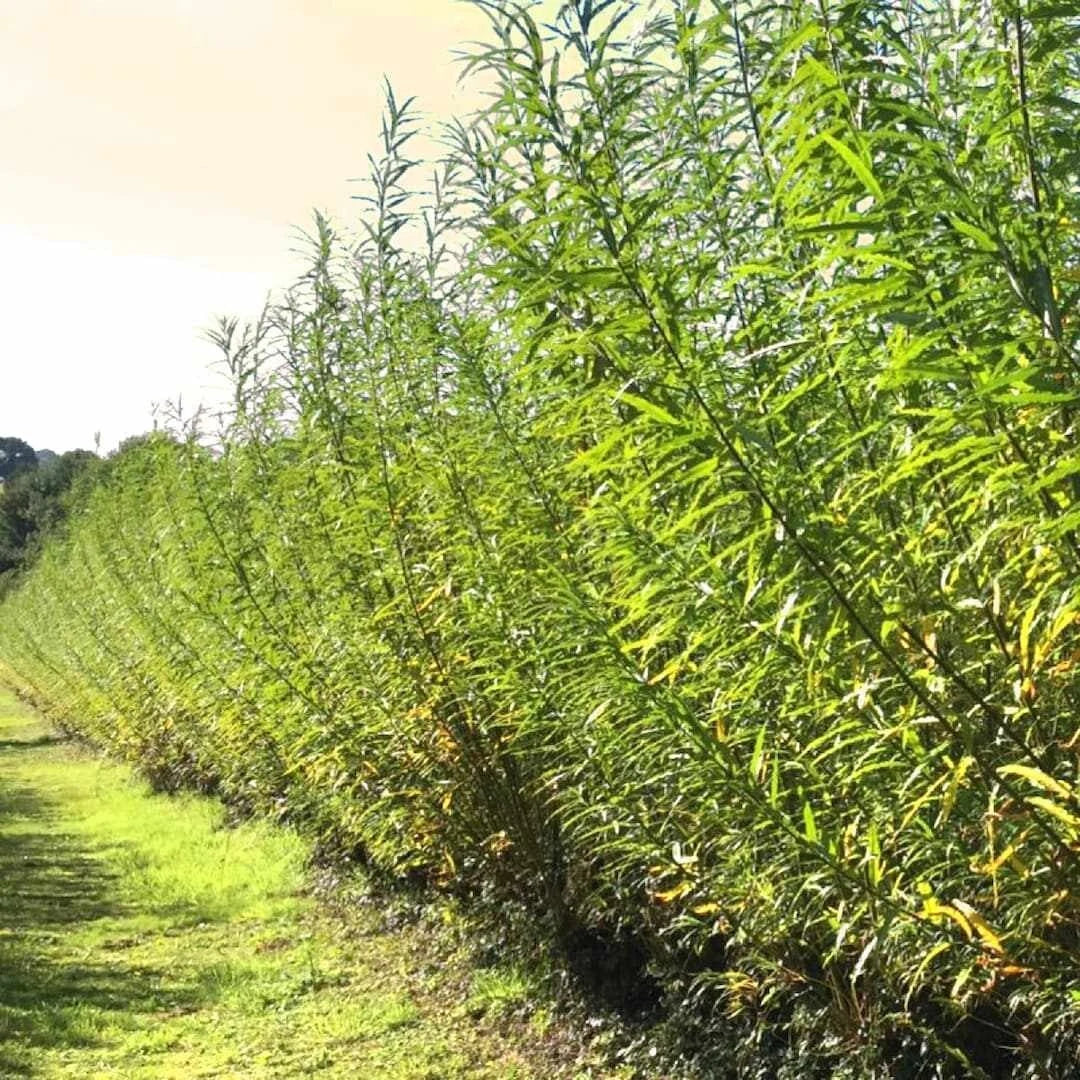 Austree Hybrid Willow Hedge Cuttings - 25 Fast Growing Privacy Trees - Ideal for Landscaping and Privacy Screens (Salix × sepulcralis)