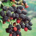 Prime-Ark 45 Blackberry Plant - 10 Bare Root Floricane Edible Fruit - Rubus fruticosus - High Antioxidant, Low Fat