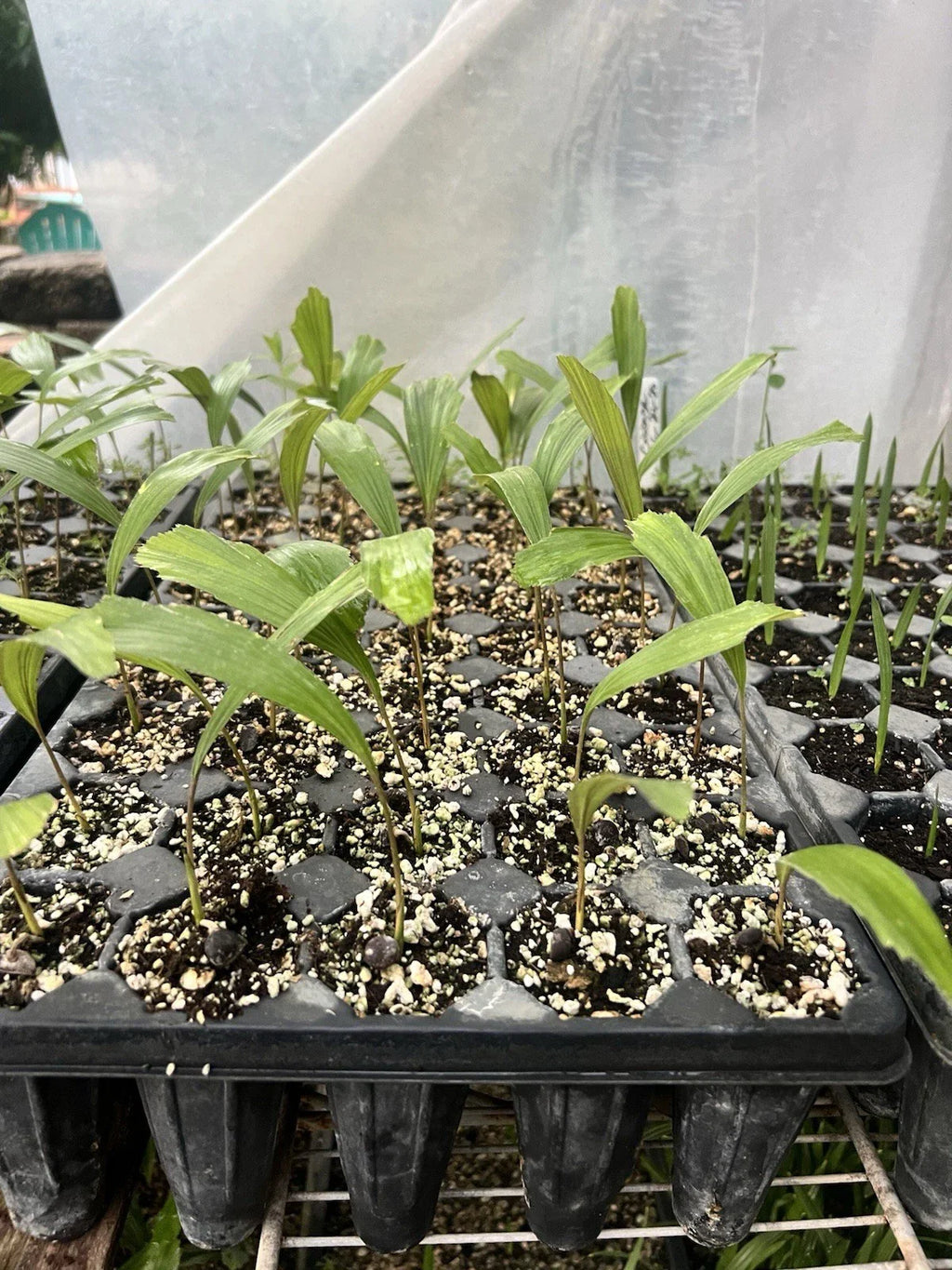2 Arenga engleri (Dwarf Sugar Palm) | Bare Root Starter Seedlings | Fragrant Palm | Clumping Hardy Palm | Tropical Landscape