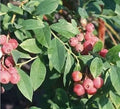 Florida Rose Blueberry Plant - 3 Starter Plants, Edible Fruit, Vaccinium spp., Rabbiteye Hybrid, Pink to Red Berries, Self-Fertile