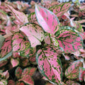 Aglaonema Lady Valentine Plant | 3 Inch Pot | Easy Care Indoor Tropical | Aglaonema commutatum