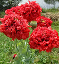 Red Double Poppy Seeds - 200+ Count for Garden Planting - Papaver rhoeas - USA Grown, Free Shipping