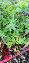 Black Elderberry Plants - 2 Live Bush Cuttings - Sambucus - Rooted for Home Gardening