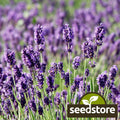 Munstead Lavender Seeds | Heirloom Non-GMO | Aromatic Herb Seeds | Lavandula angustifolia