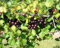 Muscadine Grape Plant Starter - 10 Southern Home Vines, Edible Fruit, Cold Hardy, Vitis spp, Deep Purple-Black Skin